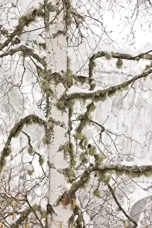Lichen Prints: Silver Birch (Betula pendula) close-up of trunk and branches with lichens