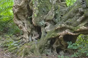 Boles Prints: Silver Birch (Betula pendula) gnarled trunk of old tree, Norfolk, England, july