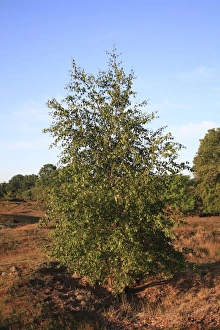 Silver Birch (Betula pendula) habit, growing in lowland heathland reserve, Wortham Ling, Upper Waveney Valley, Suffolk