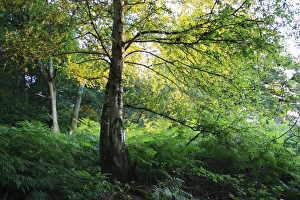 Silver Birch (Betula pendula) habit, growing in woodland habitat in late evening sunlight