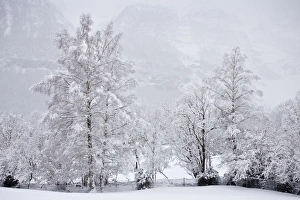 Silver Birch (Betula pendula) habit, covered with snow in valley, Pyrenees, Spain, March