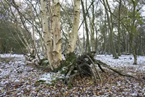 Roots Prints: Silver Birch (Betula pendula) lateral growth of fallen trunk