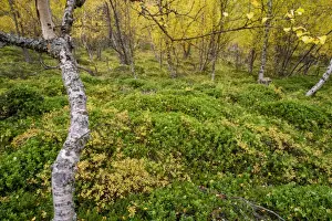 Northern Europe Prints: Silver Birch (Betula pendula) leaves in autumn colour