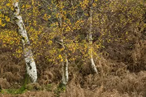 Leaves Prints: Silver Birch (Betula pendula) leaves in autumn colour