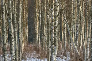 Central Europe Prints: Silver Birch (Betula pendula) snow covered plantation
