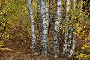 Wildlife Trust Prints: Silver Birch (Betula pendula) trunks and leaves in autumn colour
