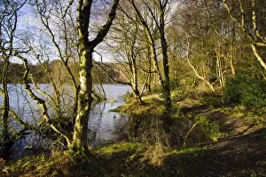 Footpath Prints: Silver Birch (Betula pendula) woodland with footpath at edge of lake