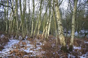 Silver Birch (Betula pendula) woodland habitat in snow, at edge of river valley fen, Redgrave and Lopham Fen N. N. R