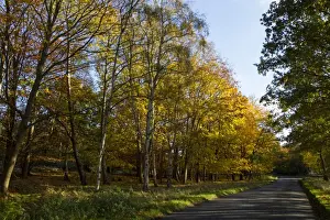Colour Prints: Silver birch trees in autumn colour by country road in Tunstall Forest, Suffolk
