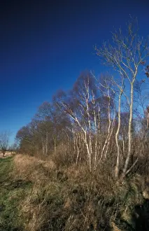 Betula Prints: Silver Birch Winter Silver Birch at Bradfield Woods - Suffolk Wildlife Trust