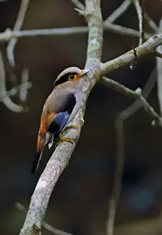 Silver-breasted Broadbill (Serilophus lunatus stolidus) adult, perched on branch, Kaeng Krachan N. P. Thailand, May
