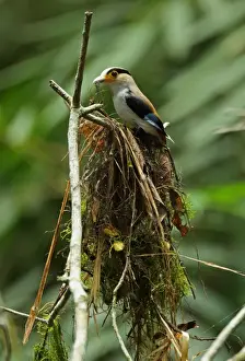 Silver-breasted Broadbill (Serilophus lunatus stolidus) adult, nest building