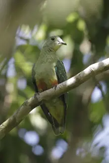 Pigeon Prints: Silver-capped Fruit-dove (Ptilinopus richardsii cyanopterus) adult female