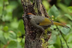 Indochina Prints: Silver-eared Laughingthrush (Trochalopteron melanostigma) adult