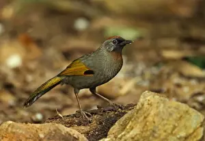 Silver-eared Laughingthrush (Trochalopteron melanostigma) adult, standing on log, Doi Lang, Doi Pha Hom Pok N. P