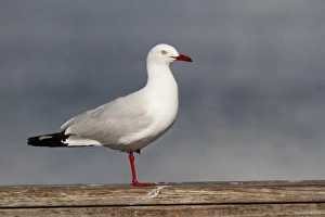 Gulls Prints: Silver Gull (Larus novaehollandiae) adult