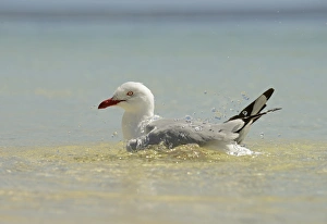 Silver Gull (Larus novaehollandiae) adult, bathing in sea, Queensland, Australia, November