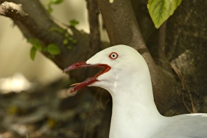 Silver Gull (Larus novaehollandiae) adult, close-up of head, panting, sitting on nest, Queensland, Australia, November