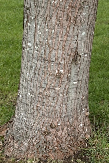 Silver Maple bole