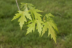 Maple Prints: Silver Maple leaf