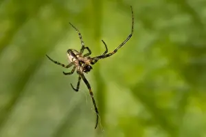 Webs Prints: Silver-sided Sector Spider (Zygiella x-notata) adult male