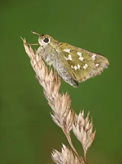 Butterfly Prints: Silver-spotted Skipper (Hesperia comma) adult female