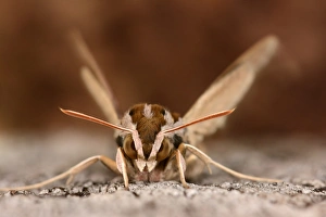 Hawkmoths Prints: Silver-striped Hawkmoth (Hippotion celerio) adult, resting on tree trunk, captive bred
