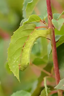 Silver-striped Hawkmoth (Hippotion celerio) fully grown final instar larva, feeding on Fuchsia (Fuschia sp. ) leaf