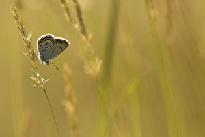 Silver-studded Blue (Plebejus argus) adult, resting on backlit grass, Bulgaria, July