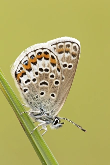 Under Side Prints: Silver-studded Blue (Plebejus argus) adult female