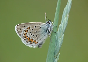 Silver-studded Blue (Plebejus argus) adult male, resting on grass stem, Simplon Pass, Swiss Alps, Switzerland, july