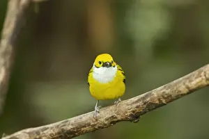 Silver-throated Tanager (Tangara icterocephala) adult, perched on branch in montane rainforest, Andes, Ecuador