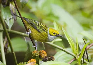 Cloudforest Prints: Silver-throated Tanager (Tangara icterocephala frantzii) adult