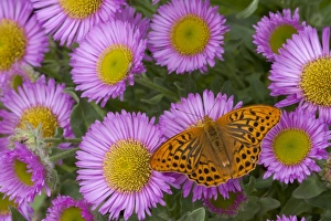 Silver-washed Fritillary (Argynnis paphia) adult, feeding on erigeron flowers in garden, England, july