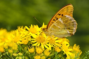 Silver-washed Fritillary (Argynnis paphia) adult, feeding on Ragwort (Senecio sp. ) flowers, Southwater Woods