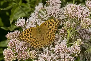 Silver-washed Fritillary (Argynnis paphia) adult female, feeding on Hemp Agrimony (Eupatorium cannabinum) flowers