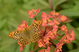 Silver-washed Fritillary (Argynnis paphia) adult male, resting on Spurge (Euphorbia sp. ) flowers, Oxfordshire, England