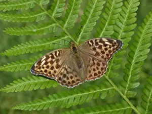 Silver-washed Fritillary (Argynnis paphia) valesina form, adult, resting on fern frond, Cannobina Valley, Piedmont, Northern Italy, july