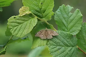 Silver-washed Fritillary (Argynnis paphia valezina) adult, resting on hazel leaf, Brittany, France, August