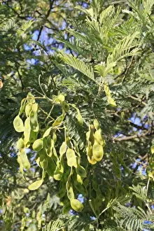 Silver Wattle (Acacia dealbata) close-up of fruits and leaves, growing in garden, Bembridge, Isle of Wight, England