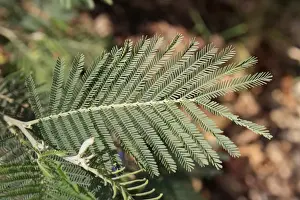 Acacia Prints: Silver Wattle (Acacia dealbata) close-up of leaves with pinnate leaflets