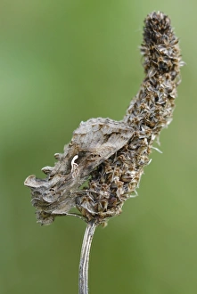 Roost Prints: Silver Y (Autographa gamma) adult