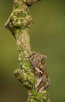 Silver Y Prints: Silver Y (Autographa gamma) adult