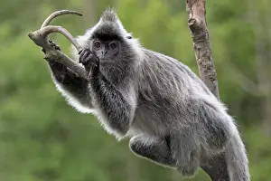 Borneo Prints: Silvered Leaf Monkey (Trachypithecus cristatus) adult