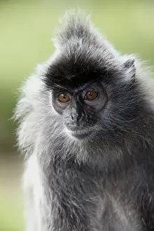 Silvered Leaf Monkey (Trachypithecus cristatus) adult, close-up of head, Labuk Bay, Sabah, Borneo, Malaysia