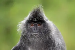 Silvered Leaf Monkey (Trachypithecus cristatus) adult, close-up of head, Labuk Bay, Sabah, Borneo, Malaysia