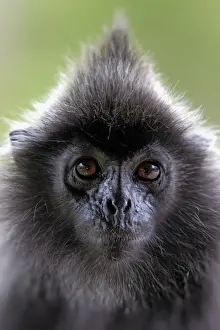 Silvered Leaf Monkey (Trachypithecus cristatus) adult, close-up of head, Labuk Bay, Sabah, Borneo, Malaysia