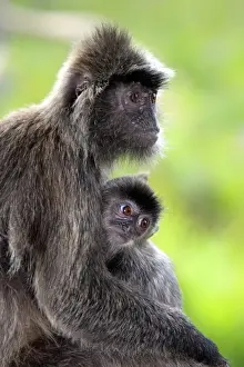Silvered Leaf Monkey (Trachypithecus cristatus) adult female with young, Labuk Bay, Sabah, Borneo, Malaysia