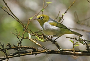 Silvereye (Zosterops lateralis) adult, perched on twig, Atherton Tableland, Great Dividing Range, Queensland