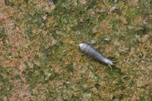 Silverfish (Lepisma saccharina) adult, Essex, England